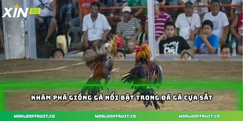 Khám phá giống gà nổi bật trong đá gà cựa sắt