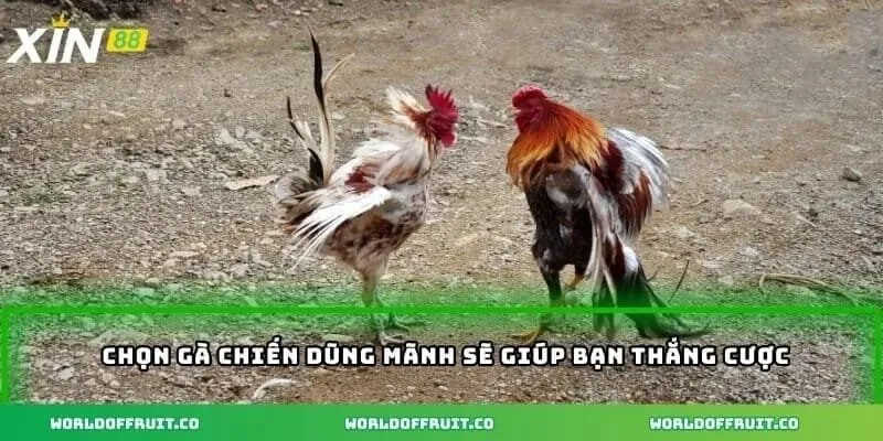 Chọn gà chiến dũng mãnh sẽ giúp bạn thắng cược