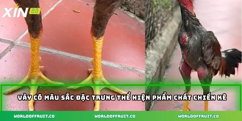 Vảy có màu sắc đặc trưng thể hiện phẩm chất chiến kê