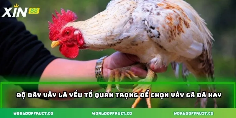 Độ dày vảy là yếu tố quan trọng để chọn vảy gà đá hay